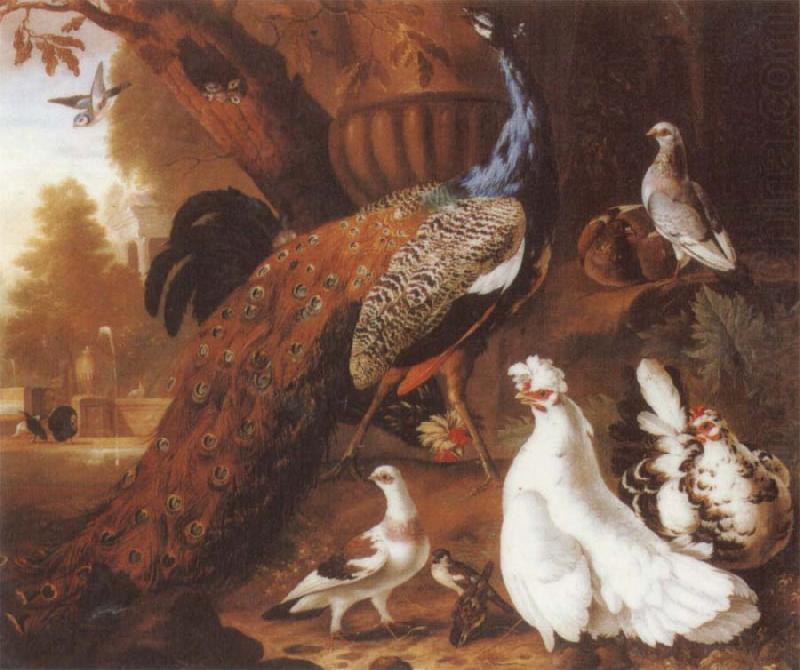 Jakob Bogdani Bird of Paradise china oil painting image